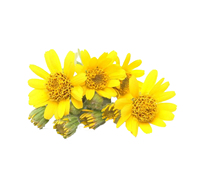 Extrait d'arnica pur à base de plantes, extrait de fleur d'arnica, poudre d'extrait d'arnica montana