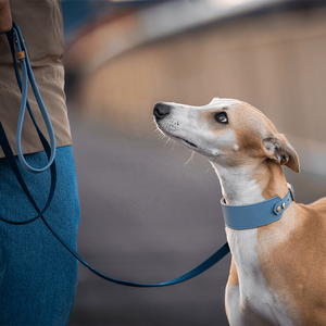 Hochwertige personal isierte Welpen Hunde halsband Heavy Duty Trendy Greyhound Leder Haus Whippet Hunde halsbänder - Product Image 4