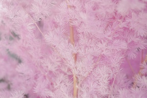 Moon Yu เฟิร์นหน่อไม้ฝรั่งที่เก็บรักษาไว้ได้นานธรรมชาติ - Product Image 6