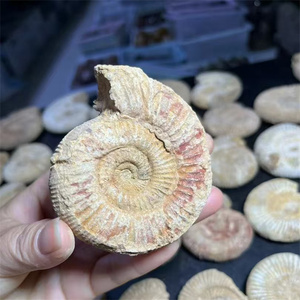 <span class=keywords><strong>Cristalli</strong></span> Minerali Jiangsu Sisterstone all'Ingrosso, Pietre Curative, Fossili di Ammonite Marrone in Vendita, REIKI - Product Image 4