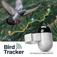 Traceur GPS pour pigeons de course 2,2 g ultra léger avec 30 jours d'autonomie et boîtier IP67 pour les amateurs de pigeons