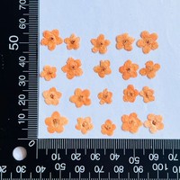 Fleurs séchées et pressées de Myosotis bleu pour l'art de la résine, la fabrication de coques de téléphone, les marque-pages et les projets DIY