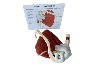 डार्हमी जीवन-आकार प्लास्टिक चिकित्सा विज्ञान मॉडल मांसपेशियों और स्नायुबंधन के साथ संयुक्त - Product Image 3