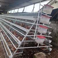 Cages à poules pondeuses en acier galvanisé pour élevage avicole, équipement de ferme avicole