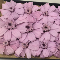 Bunga Aster Meksiko Cosmos Bipinnatus Daisy Rea L4-5cm yang Diawetkan, Alami, Abadi, Kering, untuk Dekorasi Pernikahan, Pesta, dan Rumah