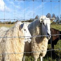Rouleau de clôture de champ personnalisé pour le bétail, clôture pour pâturages agricoles, enclos pour animaux et délimitation de propriété
