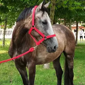 Hot-Selling Webbing Ajustável Cavalo Corda Halter Equestrian Riding Wear Outdoor Racing Cintos Tecidos Bridle (Corda Não Incluir)