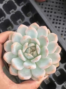 Envío Rápido, Planta Suculenta MinHui <span class=keywords><strong>Echeveria</strong></span> Monroe Variegada de 9cm, Ideal para Hogar, Balcón, Navidad, San Valentín, Graduación - Product Image 2