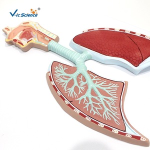 VIC-013 แบบจำลองระบบทางเดินหายใจและการขยายภาพหลอดลม: โครงสร้างจุลภาคของหลอดลมในระดับเซลล์ - Product Image 5