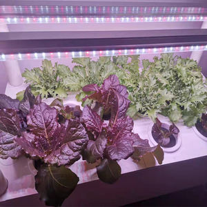 Lampada <span class=keywords><strong>LED</strong></span> per Crescita Piante a Spettro Completo, Illuminazione Efficiente per Serra con Penetrazione Profonda - Product Image 5