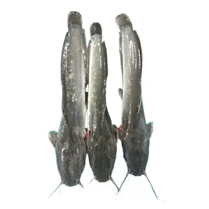 سمك السلور المجمد بالكامل من فيتنام المنشأ للسوق الأوروبية في عبوات سائبة