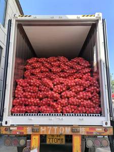 Fournisseur chinois en gros <span class=keywords><strong>de</strong></span> nouveaux oignons frais <span class=keywords><strong>de</strong></span> récolte (oignons chinois violets/rouges/jaunes) et <span class=keywords><strong>de</strong></span> semences d'oignons hybrides frais - Product Image 3