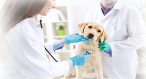 Pompe à seringue médicale vétérinaire pour animaux de compagnie, pour perfusion clinique et chirurgicale, en promotion - Product Image 6