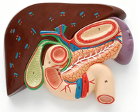 Modèle anatomique du foie, de la vésicule biliaire, du pancréas et du duodénum Pro-Health Medical Science PH03-011, matériau PVC+ABS, 11cm x 11cm x 23cm