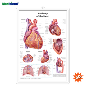 Gráfico/póster anatómico de pared humano médico 3D-Gráfico anatómico de anatomía del corazón - Product Image 1