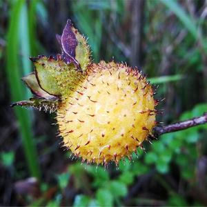 Natrual Rosa Roxburghii Extrait Poudre 10% VC SOD10000IU/G Superoxyde <span class=keywords><strong>Dismutase</strong></span> Poudre SOD - Product Image 2