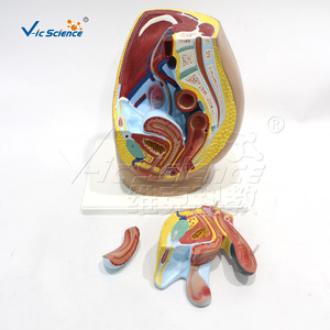 Modelo de enseñanza médica: Modelo de inguinalidad femenina; Modelo de anatomía inguinal - Product Image 3