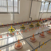 Nouveau élevage de poulets avec équipement de sol pour poulets de chair et cage pour poulets de chair Construction automatique en acier galvanisé