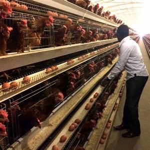 Gia cầm Thiết bị nuôi gà lớp lồng hoàn toàn tự động hệ thống pin - Product Image 6