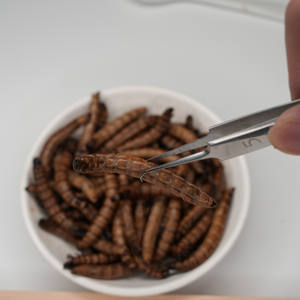Direto-Preservado Da Fábrica Mealworms Amarelos, réptil nutritivo & alimento do pássaro, deleites de alta proteína - Product Image 6