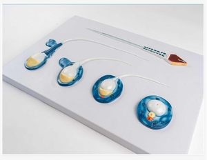 Y tế mô hình tế bào phóng đại 10000 lần giảng dạy y tế Mô hình tinh trùng nam sinh sản kế hoạch hóa gia đình hiển thị 5 phần - Product Image 5