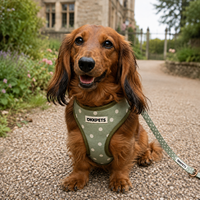 Nouvelle conception 2026 : Ensemble Harnais et Laisse pour Chien Motif Pois Sauge – Fabricant Personnalisé d'Harnais pour Animaux de Compagnie – Ensembles Assortis Collier, Laisse et Harnais – Accessoires pour Chiots