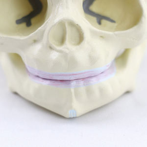 미니 사이즈 유아 두개골 모델 태아 의료 인간 두개골 해부학 모델 현실적인 인간 두개골 모델 - Product Image 4