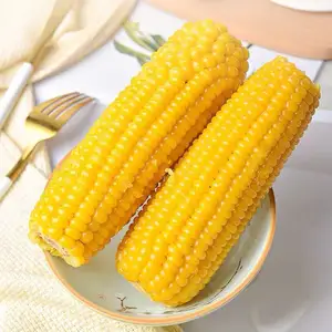 Good Taste High Quality Sweet Corn Wholesale price