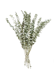 Yeni ürün 100% doğal okaliptüs yaprakları kurutulmuş yeşillik korunmuş okaliptüs bitki kaynaklanıyor ev/düğün süslemeleri - Product Image 4