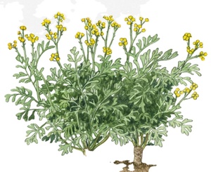 Herbe naturelle brute de Rue (Ruta graveolens) séchée, tiges et feuilles, Rue de jardin pour tisane - Product Image 1
