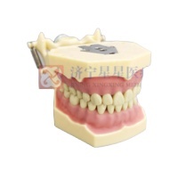 Standard permanent austauschbar einges ch raubte Zähne Modell 32 Stück <span class=keywords><strong>Frasaco</strong></span> AG3teeth Modell - Product Image 2