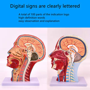 Modelo <span class=keywords><strong>de</strong></span> músculo <span class=keywords><strong>de</strong></span> cabeza, vaso sanguíneo <span class=keywords><strong>de</strong></span> nervio superficial, Sección <span class=keywords><strong>de</strong></span> cerebro humano, <span class=keywords><strong>enseñanza</strong></span> <span class=keywords><strong>de</strong></span> garganta, modelo <span class=keywords><strong>de</strong></span> Anatomía Humana, ciencia médica - Product Image 2