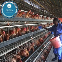 Cage en treillis métallique galvanisé à prix abordable pour cailles et poulets avec système d'abreuvement automatique pour élevage avicole