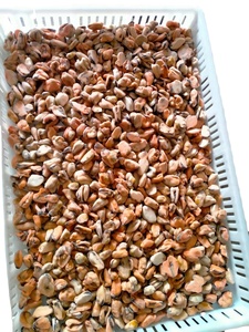 Muselina cocida para carne, pescado, mariscos, proveedor de China, IQF, oferta al por mayor - Product Image 2