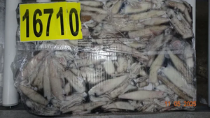 حبار كاليفورنيا المجمد - Product Image 5