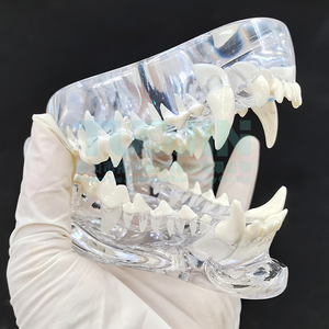 Modelo de Dientes de Resina Dental Transparente para Perros y Gatos, Modelo de Dientes de Mascotas, Dientes de Resina Animal, Enseñanza Dental Veterinaria - Product Image 3