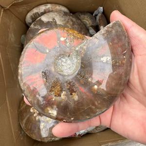 Vente en gros de pierre précieuse naturelle fossilisée d'ammonite fossile de conque <span class=keywords><strong>Nautilus</strong></span> pour la décoration de la maison spécimen minéral de fossiles d'escargot - Product Image 3