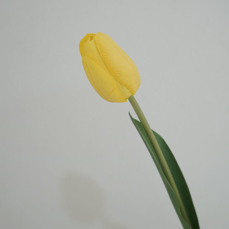 Rafite giallo tulipano
