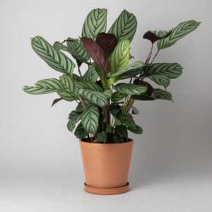 7 "แม่พิมพ์กระถางต้นไม้กลางแจ้งทรงเรี<span class=keywords><strong>ย</strong></span>วขนาดใหญ่สีเอิร์ธโทนพลาสติกรีไซเคิลแม่พิมพ์เป็นเอกลักษณ์สำหรับสวนของตกแต่งบ้าน - Product Image 6