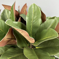 Feuilles de Magnolia Artificielles de Haute Qualité, Vertes et Jaunes, au Toucher Réel, Décoration Douce pour la Maison, Vente Directe d'Usine, Matière Plastique