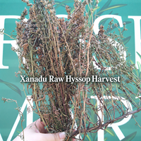 Daun Hyssop Kering, Daun Hyssopus Officinalis, Batang, Kemasan Besar, Bahan Baku Teh Herbal, Kering untuk Tincture/Sabun/Minyak Atsiri