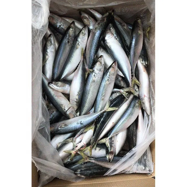 Marine Food Land Frozen Fish Whole Round Pacific mackerel For Africa Ghana