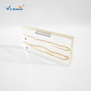 Espécimen de Resina, Espécimen Anatómico de Ascaris Lumbricoides, Espécimen Bioincrustado - Product Image 5