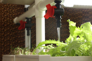 Vente flash : Système hydroponique 6-2 Harvest pour la culture de micro-légumes, de semis et de jeunes arbres fruitiers en pépinière - Product Image 5