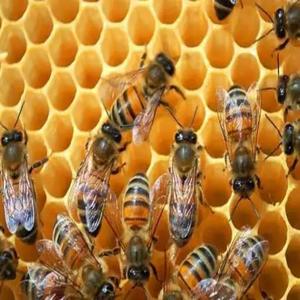 Silicona de Grado Platino 1:1 Económica para Modelado con Cera de Abeja, Silicona de Grado Alimenticio - Product Image 6
