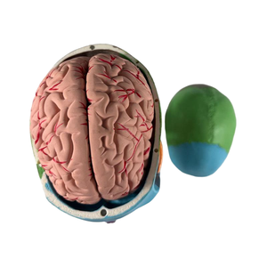Modèle de <span class=keywords><strong>crâne</strong></span> humain coloré avec 7 vertèbres cervicales et structure cérébrale en 8 parties, modèle anatomique pédagogique pour l'enseignement de la biologie - Product Image 4
