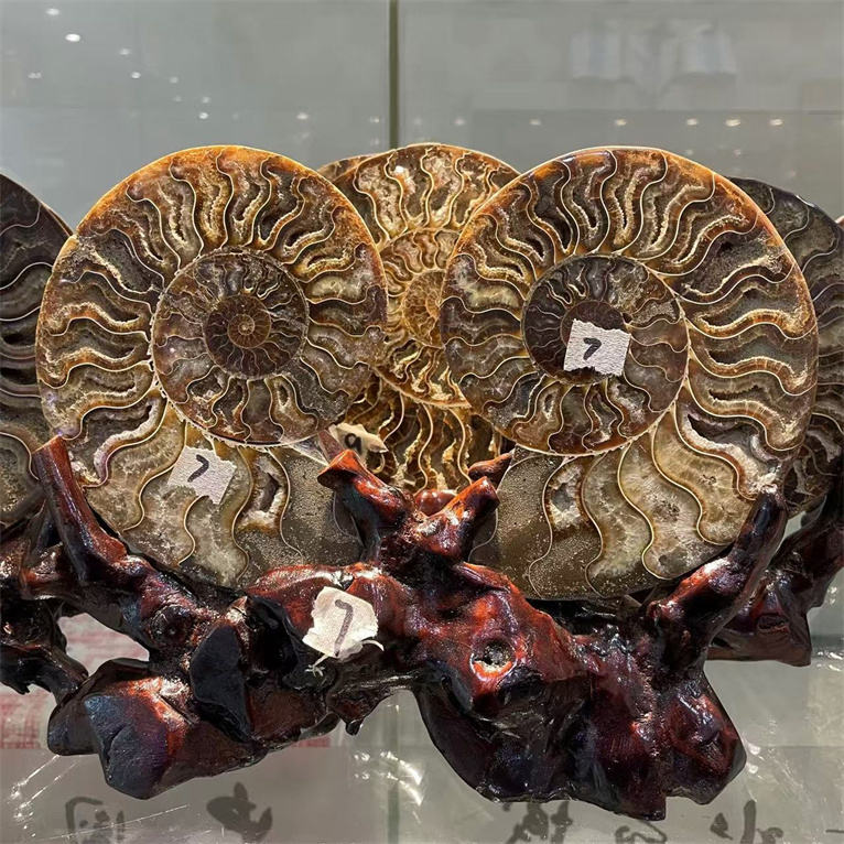 イングランド産 アンモナイト アステロセラス 母岩付き化石 採取カード