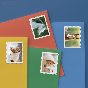 <span class=keywords><strong>Sellos</strong></span> y Etiquetas <span class=keywords><strong>Postales</strong></span> de EE. UU. <span class=keywords><strong>Comprar</strong></span> en Línea Impresión de <span class=keywords><strong>Sellos</strong></span> Papel para <span class=keywords><strong>Sellos</strong></span> 2024 Tema Caballos Álbum de Colección de <span class=keywords><strong>Sellos</strong></span> <span class=keywords><strong>Postales</strong></span> - Product Image 1