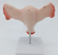Modèle utérin féminin médical avec ovaires bilatéraux, structure reproductive féminine, modèle anatomique CE/ISO