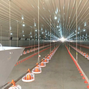 30000 Gà Thịt gà đổ thức ăn tự động hệ thống chăn nuôi gia cầm nuôi trung chuyển và uống rượu - Product Image 2